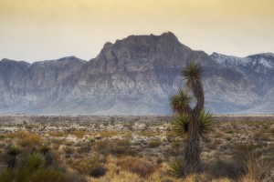 Desert Winter Yucca Tree